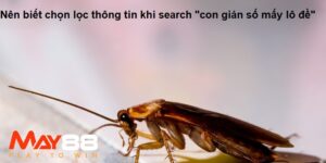 Nên biết lọc thông tin khi search “con gián số mấy lô đề”